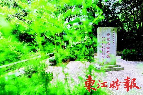 罗浮山特有植物、野生中草药植物等纳入保护名录和保护档案。 《东江时报》记者周楠 摄